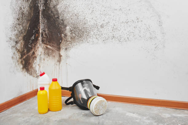 Best Localized Mold Remediation (e.g., coastal areas, humid climates) in Leonia, NJ