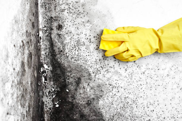 Best Black Mold Remediation in Leonia, NJ