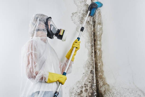 Best Insurance-Related Mold Remediation in Leonia, NJ