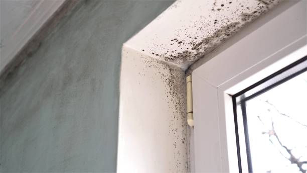 Best Kitchen Mold Remediation in Leonia, NJ