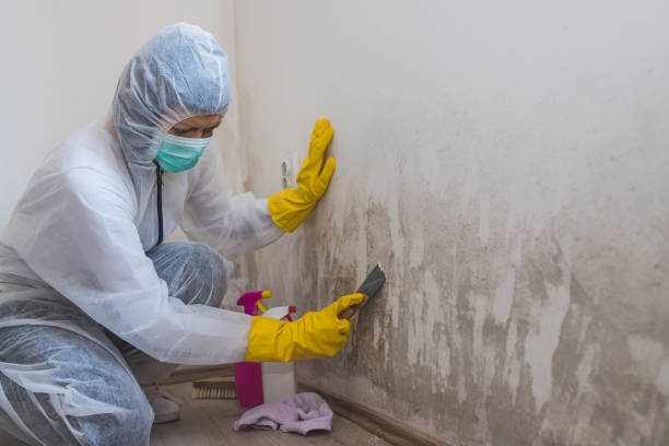 Best Emergency Mold Remediation in Leonia, NJ