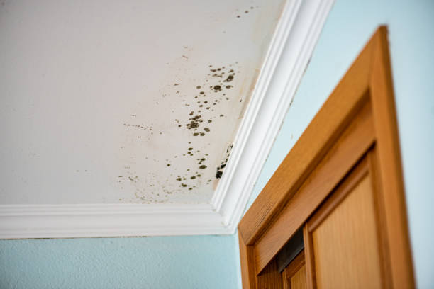 Best Residential Mold Remediation in Leonia, NJ
