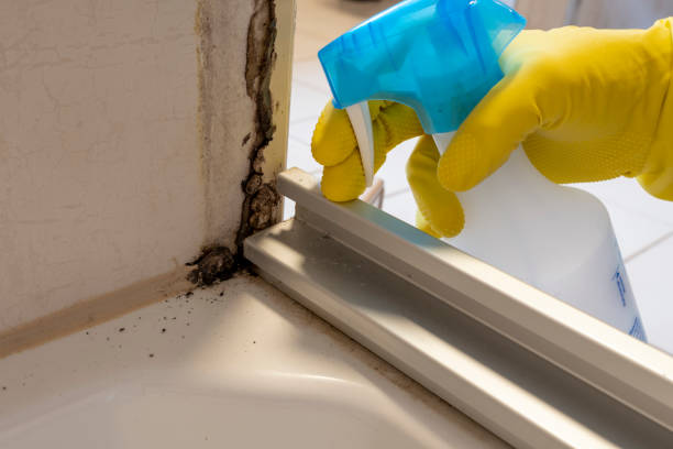 Best Mold Testing and Inspection Services in Leonia, NJ