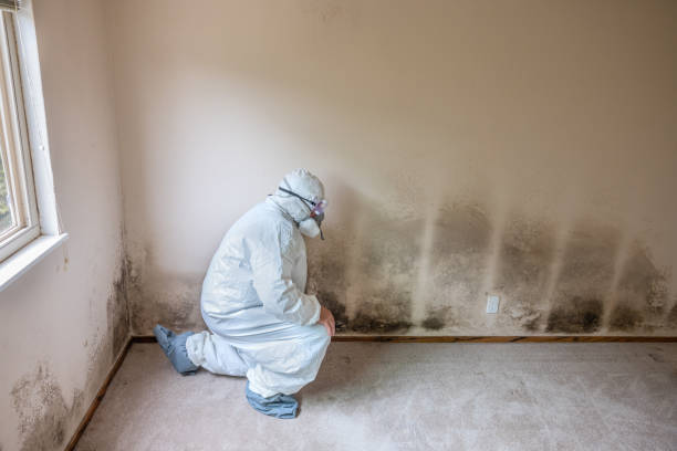Best Crawl Space Mold Remediation in Leonia, NJ