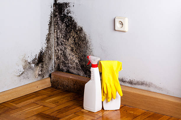 Best Commercial Mold Remediation in Leonia, NJ