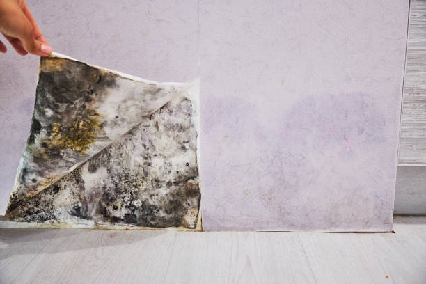 Best Preventive Mold Services in Leonia, NJ